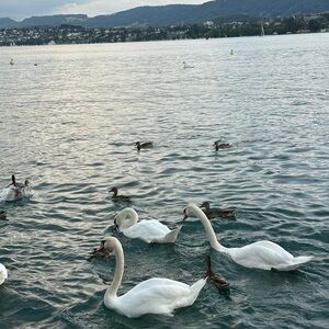 Meet your Posher, Bella